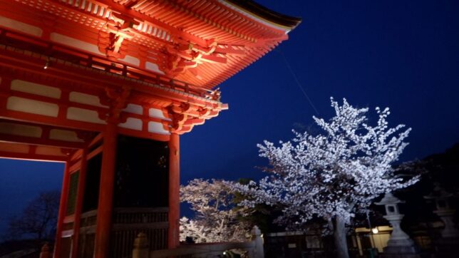 kiyomizu sakura