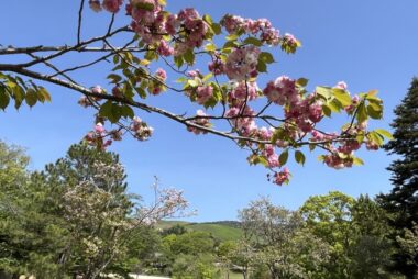 nara-yae-sakura